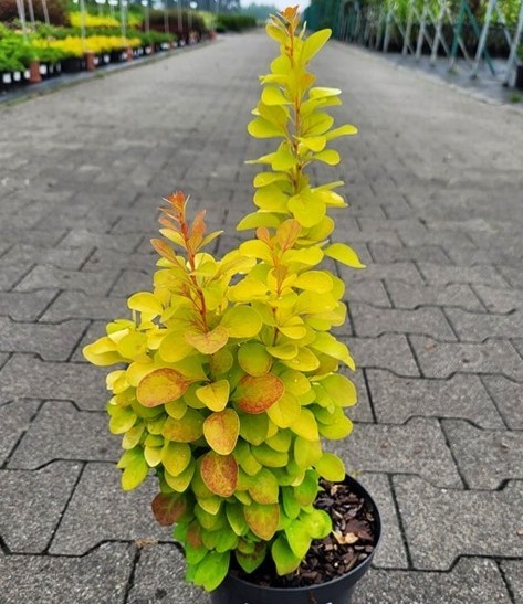 Барбарис тунберга Санбим